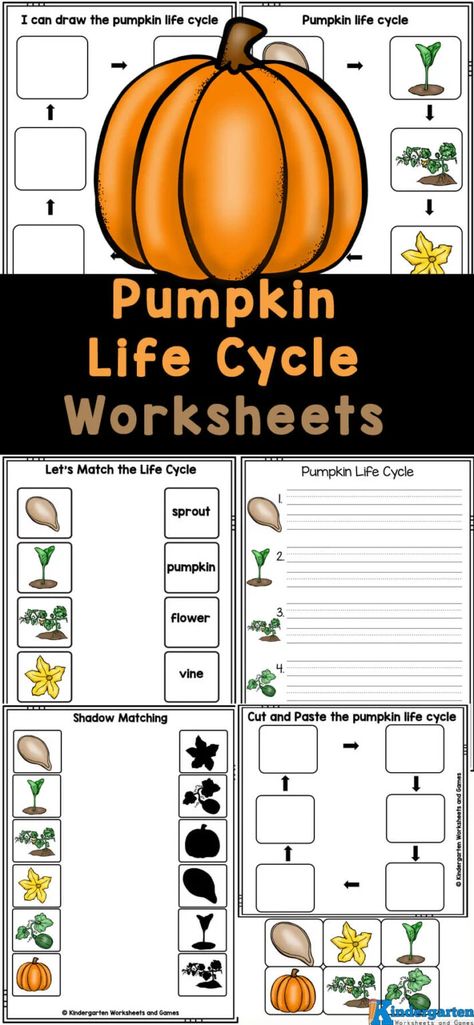 Learn how massive pumpkins grow into the perfect size for carving Jack-o-lanterns as you sneak in some fun science this October with these pumpkin life cycle worksheets. These free printables help you learn about the life cycle of a pumpkin with preschool, pre-k, kindergarten, and first graders. These pumpkin worksheets not only teach about the science of how they grow, but incorporates lots of fun math and literacy skills too! Pumpkin Life Cycle Worksheet, Pre K Fall Science Activities, Pumpkin Life Cycle Preschool Free, Life Cycle Of A Pumpkin Free Printable, Pumpkin Activities Preschool Free Printable, Pumpkin Science Preschool, Pumpkin Life Cycle Preschool, Pumpkin Life Cycle Printable, Pumpkin Worksheets