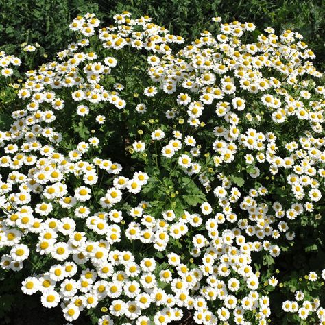 Image result for fever few Feverfew Plant, Fever Few, Flowers Easy, Best Perennials, Garden Shrubs, Moon Garden, Hardy Perennials, Deck Garden, Mosquito Repellent