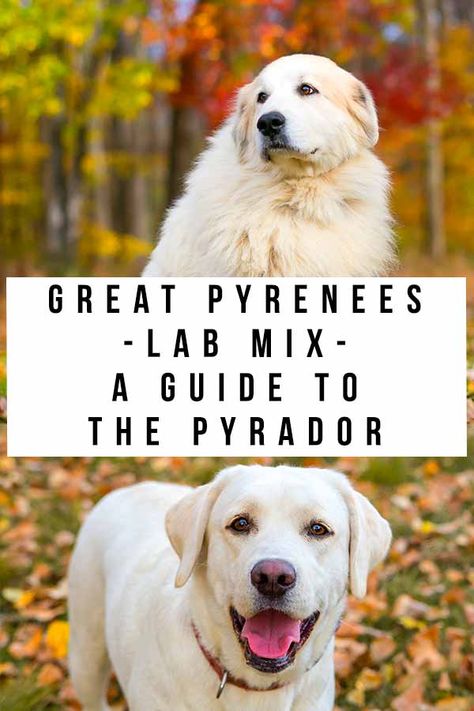 Great Pyrenees Lab Mix Puppy, Pyranese Dogs, Pyrador Dog, Golden Retriever Lab Mix, St Bernard Mix, Lab Mix Puppies, Black Lab Mix, Pyrenees Puppies, Pitbull Boxer