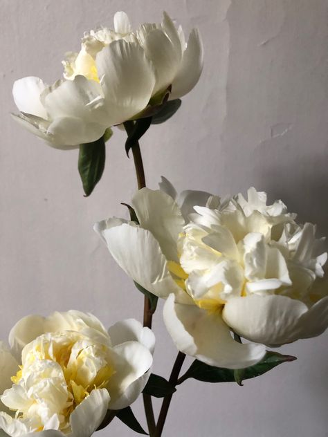 Soft cream and smooth as silk.  Double peonies perfuming the studio today. Cream Peony, The Studio, Peonies, Silk, Cream, Plants, Floral