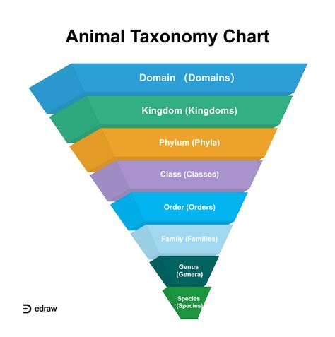 Animal Taxonomy Chart | EdrawMax Editable Template Taxonomic Hierarchy, Animal Taxonomy, Taxonomy Classification, Hierarchy Examples, Classification Of Organisms, Crawling Creature, Taxonomy Biology, Plant Taxonomy, Biological Classification