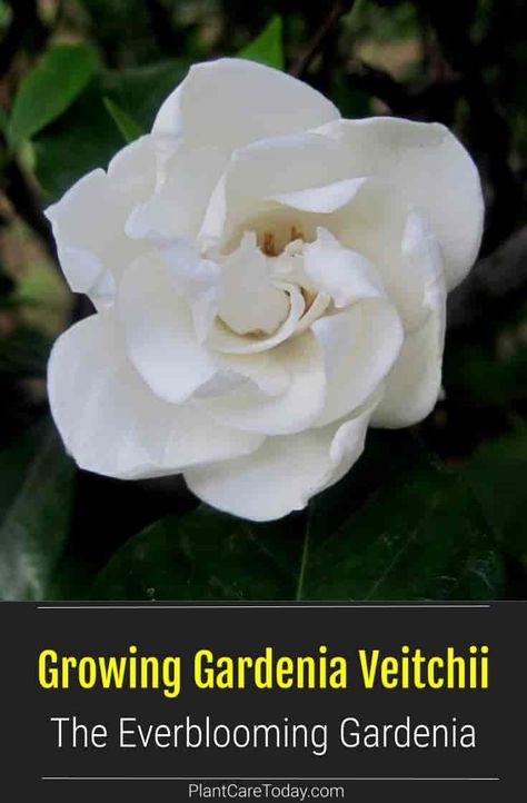 Gardenia Veitchii Care - Growing Everblooming Gardenia Plants Gardenia Veitchii, Everblooming Gardenia, Hampton Backyard, Gardenia Fertilizer, Hamptons Backyard, Gardenia Care, Gardenia Trees, Zone 9 Gardening, Growing Gardenias