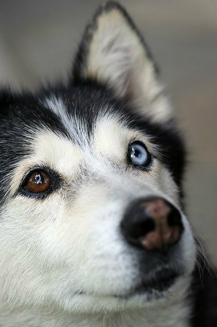 Husky com heterocromia Husky Eyes, Husky Colors, Husky With Blue Eyes, Husky Breeds, Baby Huskies, Cute Husky, Husky Lover, Australian Shepherds, Airedale Terrier