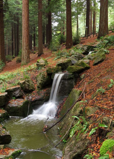 Autumn at Longleat Forest Center Parcs. (Photo: WendyJames ~ September 2017) Center Parcs Aesthetic, Center Parcs Christmas, Center Parcs Longleat, Centre Parcs Whinfell, Centre Parcs Elveden, Centre Parcs, Centre Parcs Sherwood Forest, Centre Parcs Longleat, Center Park