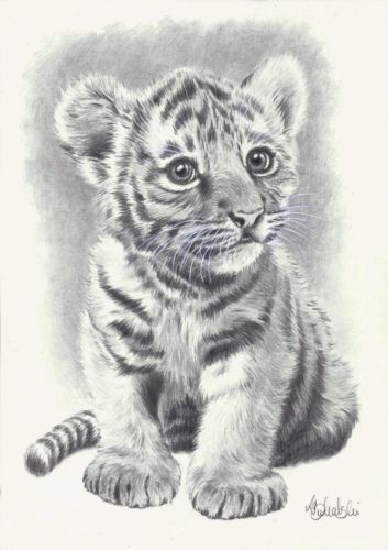 cat Animals Sketches, Tiger Sketch, Tiger Drawing, Pencil Drawings Of Animals, Drawing Hands, Animal Drawings Sketches, Drawing Eyes, Draw Ideas, Drawing Hair