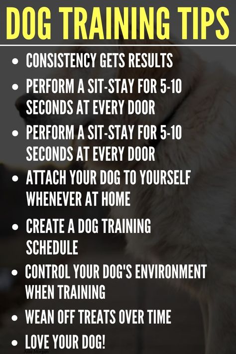 Dog Training Tips Dog Training Schedule, Boxer Puppy Training, Puppy Schedule, Psychiatric Service Dog, Service Dog Training, Positive Dog Training, Training Dogs, Dog Behavior Problems, Basic Dog Training