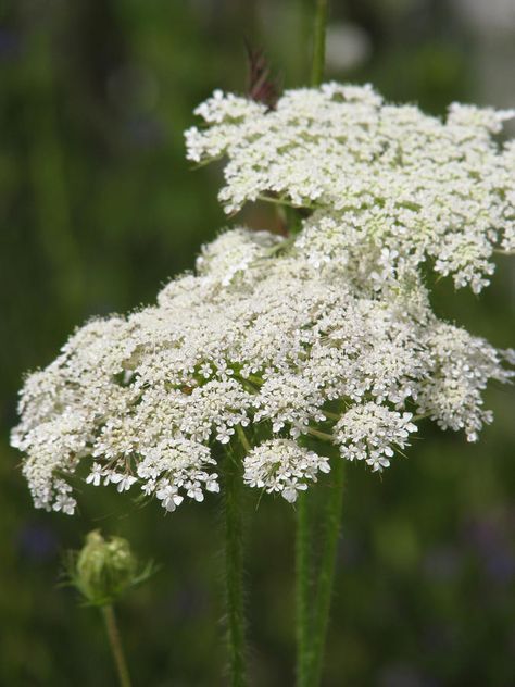 Hemlock flowers. Wild bloomin hemlock flowers in the field , #AFFILIATE, #Wild, #flowers, #Hemlock, #field, #hemlock #ad Hemlock Flower Aesthetic, Poison Flowers Aesthetic, Poisons Flowers, Hemlock Water Dropwort, Hemlock Flower, Hemlock Aesthetic, Hemlock Plant, Poison Flowers, Poisonous Flowers