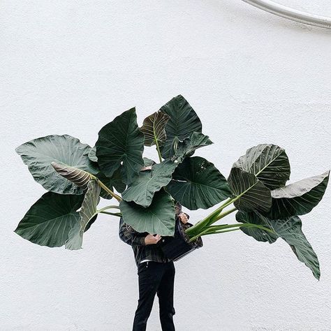 Alocasia Regal Shields, Indoor Plant Ideas, Best Houseplants, Tuesday Inspiration, Plant Wishlist, Plant Care Houseplant, Plants Are Friends, Indoor Plant Care, Plant Ideas