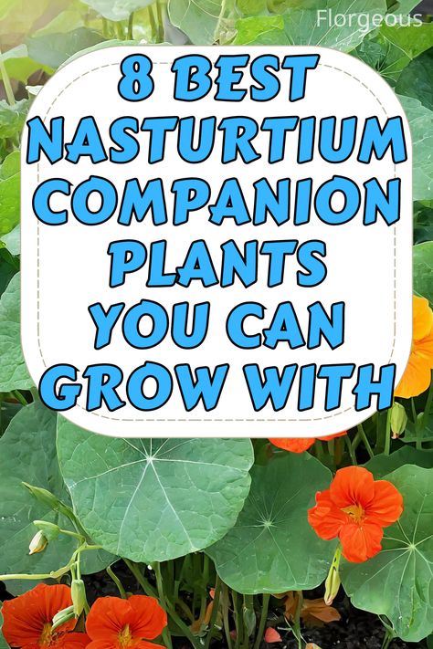 Nasturtium Companion Plants Nasturtium Companion Plants, Planting Nasturtium Seeds, Nasturtiums In The Garden, Nasturtium Garden, Garden Ecosystem, Annual Flower Beds, Nasturtium Flower, Edible Leaves, Companion Planting Chart