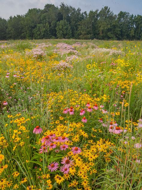 Summer Flowers Aesthetic, Michigan Wildflowers, Michigan Flowers, Wild Bergamot, Rudbeckia Hirta, Purple Coneflower, Wild Flower Meadow, Wildflower Field, Plants Are Friends