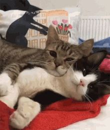 Cat Love GIFs | Tenor 2 Cats, A Cat, Animated Gif, Gif, Funny