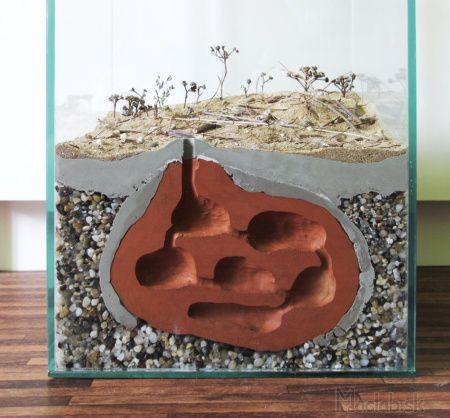 How to build a formicarium out of clay - posted in General Ant Keeping:   How to… Ant Terrarium, Ant Keeping, Ant Habitat, Clay Vinyl, Ants In House, Fish Tank Design, Ant Colony, Ant Farm, Kill Ants