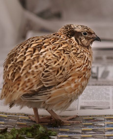 The quail is a symbol of Hephaestus because of the limping dance it does in spring. Japanese Quail, Laying Chickens, Raising Quail, Mini Farm, Quail Eggs, Raising Chickens, Chickens Backyard, Animal Tattoos, Mongolia