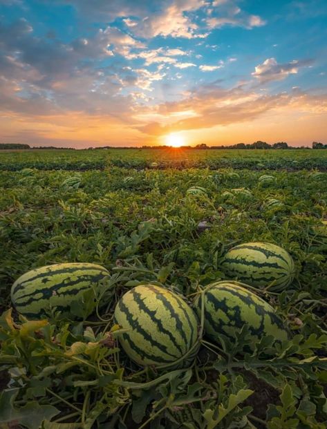 Watermelon Farming, All Things Green, Food Garden, Russia City, Fruit Garden, Photo Projects, Cute Selfie Ideas, Urban Garden, Art Reference Poses