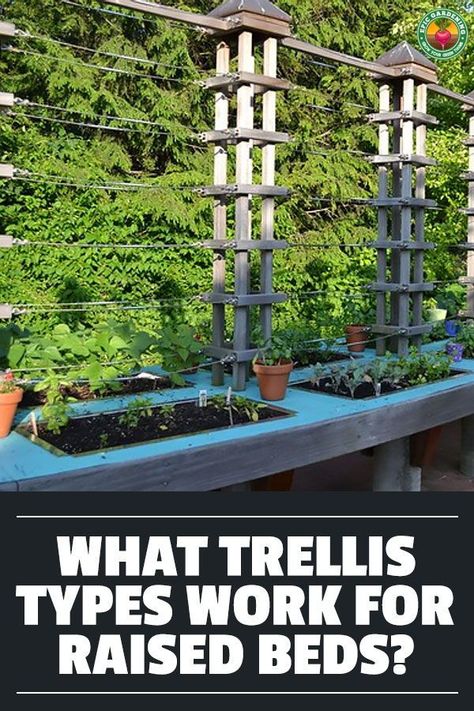 A raised bed trellis is not just a good idea, it can be an absolute necessity. We discuss different trellises that you can use in raised beds! Raised Bed Trellis Ideas, Raised Bed Trellis, Garden With Trellis, Outdoor Trellis Ideas, Raised Bed Garden Layout, Raised Garden Bed With Trellis, Garden Bed With Trellis, Making Raised Garden Beds, Backyard Hacks