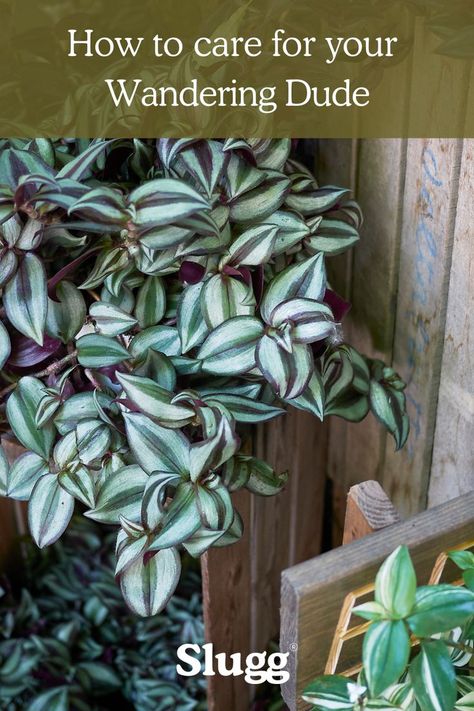 With its distinctive appearance—featuring lush green leaves marked with silver stripes and subtle hints of purple—the Wandering Dude (Tradescantia zebrina) adds a unique touch to any indoor space. This guide'll delve into the characteristics, care requirements, and intriguing aspects of this popular houseplant. Tradescantia Zebrina, Plant Guide, Fascinating Facts, Lush Green, How To Grow, Green Leaves, House Plants, To Grow, Lush