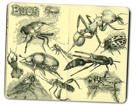 Bug Sketches, Moleskine Sketchbook, Moleskine Art, Sketch Books, Artist Journal, Artist Sketchbook, Sketchbook Art Journal, Insect Art, Drawing Projects