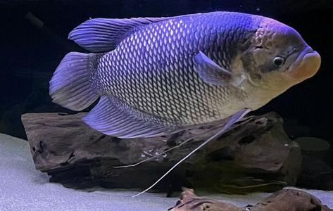 Giant gourami Giant Gourami, Gourami Fish, Monster Fish, Monster Fishing, Freshwater Aquarium Fish, Freshwater Aquarium, Aquarium Fish, Southeast Asia, Fish Pet