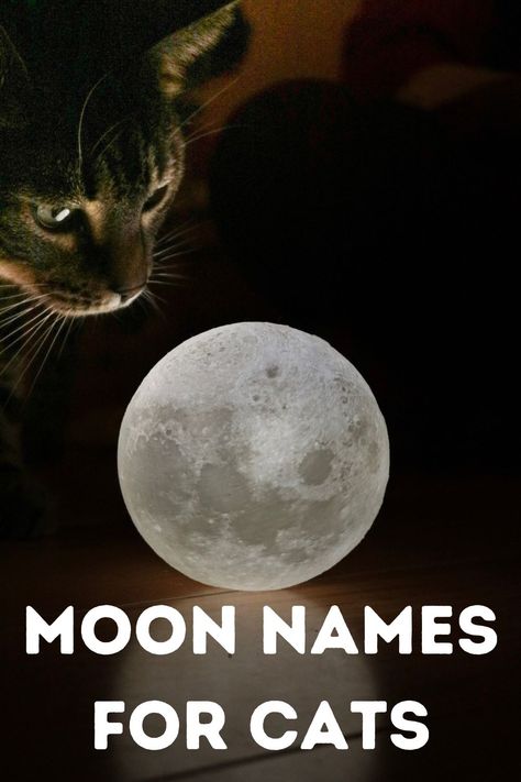 Cat Names Witchy, Mainecoon Cat Names, Moon Names For Boys, Magical Cat Names, Cat Name Ideas Unique, Witchy Pet Names, Name Cat Ideas, Spooky Cat Names, Witch Cat Names