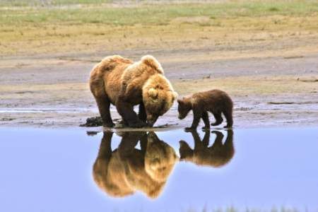 Brooks Falls: Katmai National Park Bear Viewing Tours Brooks Falls Bears, Alaska Map, Katmai National Park, Salmon Run, Kenai Fjords, Alaska Cruise, Alaska Travel, Grizzly Bear, Travel Planner