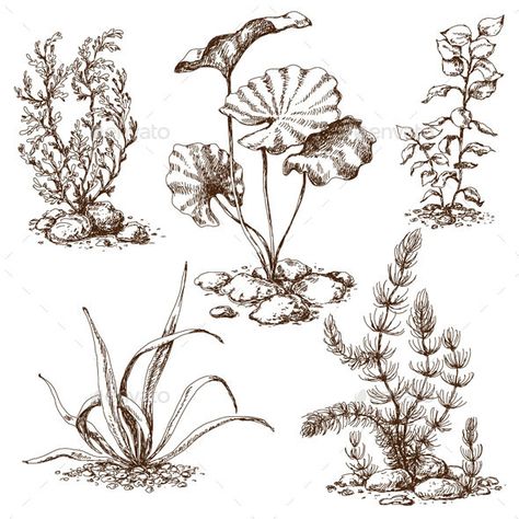 Sketch of Underwater Plants - Flowers & Plants Nature Underwater Drawing, Underwater Flowers, Lilies Drawing, Ocean Plants, Plant Sketches, Sea Flowers, Underwater Plants, Marine Plants, Sea Plants