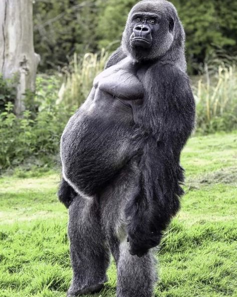 Gorilla.  Photographer unknown. Gorilla Pfp, Gorilla Reference, Gorilla Aesthetic, Gorilla Sitting, Big Gorilla, Artist Block, Interesting Insects, Mountain Gorilla, Curious Creatures