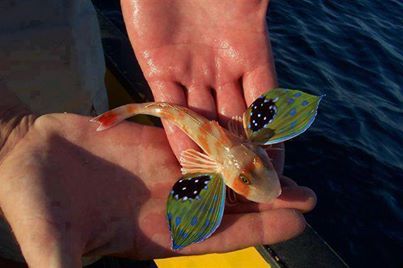 The weird, The Beautiful and Exotic Animals in the world! Sea Robin, Butterfly Fish, Water Creatures, Cool Fish, Underwater Creatures, Underwater Life, Water World, Aquatic Life, Small Fish