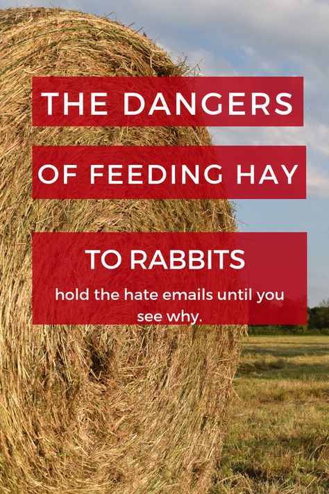 Controversial topic I know. I am not saying hay itself is a bad thing. But rabbits digestive systems are very touchy. Check out my reasons why and how I came to the decision not to feed hay to my rabbits.   #hay #livestock #rabbits #feeding #urban #farm #homestead Raising Bunnies For Meat, Homestead Rabbits, Bunny Homes, Rabbit Farming, Bunny Things, Raising Rabbits For Meat, Rabbit Diy, Rabbit Stuff, Homestead Animals