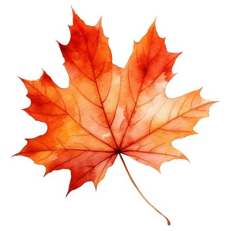 Drawings Of Leaves, Autumnal Art, Maple Leaf Images, Fall Leaves Drawing, Orange Clipart, Canada Leaf, Maple Leaf Art, Fall Leaves Png, Watercolor Autumn Leaves