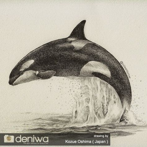 Amazing The Killer Whale Jump On Paper Drawing By Kozue Oshima ( Japan ) Whale Jumping Out Of Water, Killer Whale Drawing, Paper Art Gallery, Orca Painting, Depth Drawing, Jens Lehmann, Whale Sketch, Killer Whale Tattoo, Orca Art