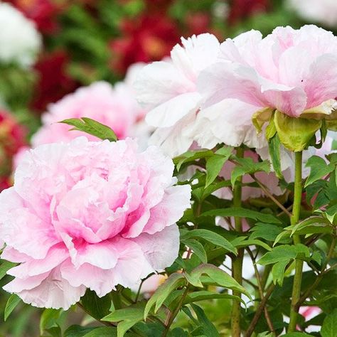 Peony Varieties, Tree Peonies, Tree Peony, Japanese Tree, Red Blossoms, Shrub Roses, Flowering Shrubs, Pink Petals, Perennial Garden