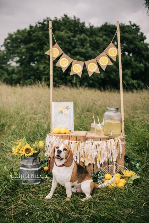 Blog Post | Lemonade Stand — Hannah Elizabeth Photography Lemonade Stand Photoshoot, Lemonade Photo Shoot, Lemonade Stand Aesthetic, Lemonade Photoshoot, Lemonade Stall, Lemonade Stand Photography, Lemonade Stand Photo Shoot, Photoshoot Set, Mini Ideas