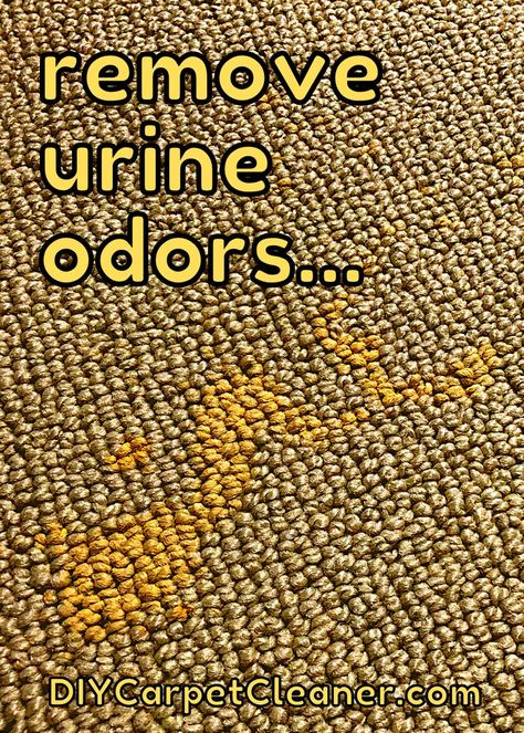 There are a lot of myths out there on how to remove that foul urine odor from carpet, but there is only one method that truely works... Remove Urine Smell, Carpet Odor Remover, Pet Urine Smell, Cleaning Pet Urine, Dog Pee Smell, Cat Urine Remover, Stain Guide, Pet Odor Remover, Smell Remover