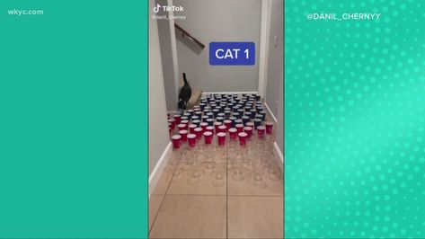 Cat Obstacle Course, Cat Stairs, Funny Accidents, Cat Run, Solo Cup, 3 Cats, Obstacle Course, Cat Owner, Cat Walk