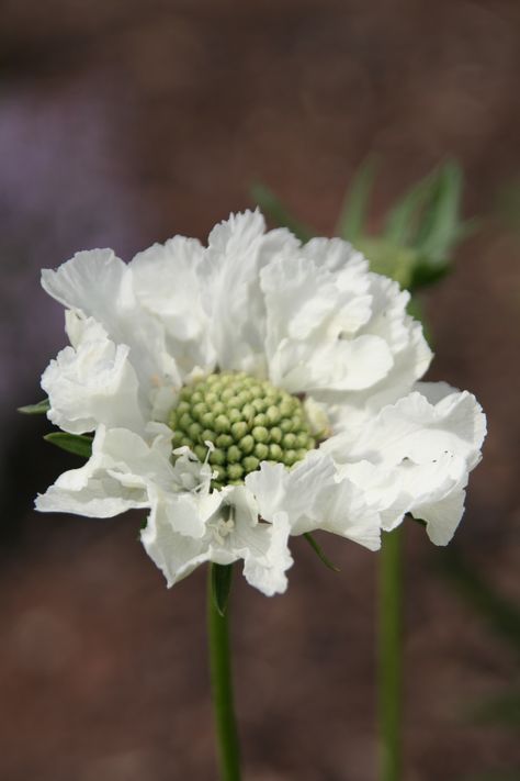 White Scabious, White Bouquets, Sweet Flowers, Macro Flower, Cake Flowers, Moon Garden, White Garden, White Gardens, White Bouquet