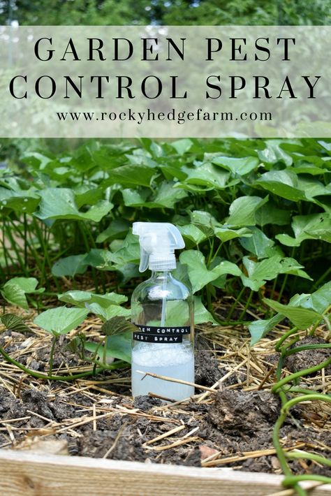 Garden Pest Control Spray Compost Diy, Garden Pest Spray, Pest Spray, Funny Vine, Garden Pest Control, Garden Types, Diy Gardening, Baby Tips, Vegetable Gardening