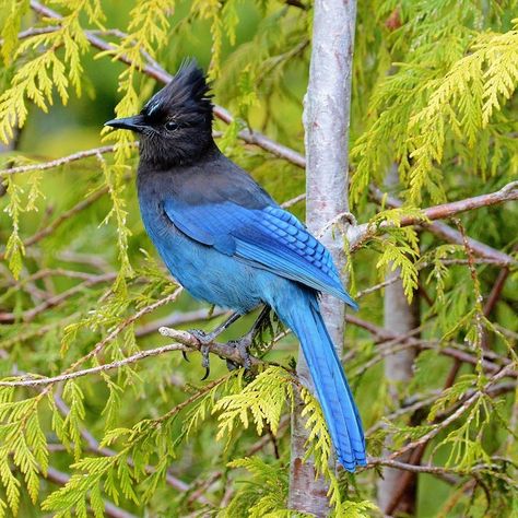 Stellar Jay Stellars Jay, Stellers Jay, Stellar Jay, Jay Tattoo, Bird Identification, Watercolor Paintings Nature, True Summer, Reno Tahoe, Jay Bird