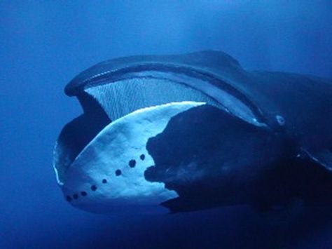 Bowhead whales are capable of breaking through sea ice at least seven inches thick with their large skulls and powerful bodies. Bowhead Whale, Baleen Whales, Great Whale, Sea Mammal, Shocking Blue, Water Animals, Beautiful Sea Creatures, Underwater Creatures, Marine Mammals