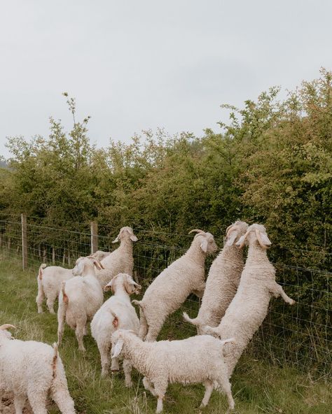 The Scottish Yarn Festival. Join us on Saturday the 7th of September at the @thescottishyarnfestival - super local to Guardswell this year, down in Errol. We’ll be there to chat all things angora goat, mohair, Hebridean fleece, how awesome wool is, and how brilliant for the world it is to wear natural fibre. Tickets always sell fast- and you’ll need one in advance. So head over to their website. We’d love to see you there! #guardswell #guardswellfarm #yarn #angoragoat #mohair #Hebrideansheep ... Angora Goat Mohair, Angora Goat, Angora Goats, Hair White, Natural Fibre, Farm Life, Natural Fibers, See You, Goats