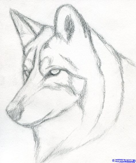 how to draw a wolf head, mexican wolf step 3 Wolf Drawing Easy, Draw A Wolf, Mexican Wolf, Easy Pencil Drawings, Wolf Sketch, Drawing Help, Drawing Eyes, Wolf Drawing, Pencil Drawings Easy