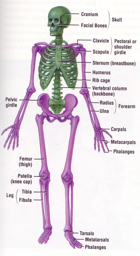 Human Body Systems Skeleton System, The Human Skeleton, Human Skeletal System, The Skeletal System, Body Bones, Facial Bones, Body Diagram, Human Body Anatomy, Skeletal System