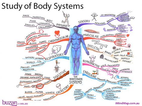 The Study of body systems mind map will help you to explore the major systems of our body’s. The Mind Map breaks down areas such as sensory, muscular, skeletal, reproductive, endocrine, excretory and digestive systems. In addition the mind map covers the respiratory, cardiovascular and immune systems. www.tonybuzan.com: Mind Map Art, Mind Maps, Muscular System, Human Body Systems, Human Anatomy And Physiology, E Mc2, Science Student, Circulatory System, Body Systems