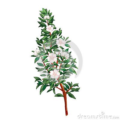 Myrtle branch with flowers on white background, cut out. Digital illustration. Clip art. Myrtus, Common Myrtle, Hadas tree (Myrtus communis) Myrtle Tree Tattoo, Simple Black Tattoos, Myrtle Flower, Myrtle Tree, Flower Branch, Baby Tattoos, Tree Tattoo, Art Icon, Botanical Drawings