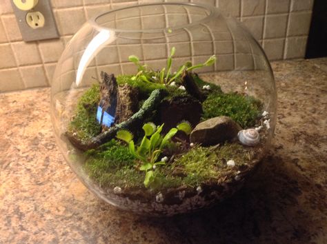 Venus Flytrap Terrarium, Terrarium Inspiration, Open Terrariums, Venus Flytrap, Fly Trap, Moss Terrarium, Venus Fly Trap, Garden Tips, Dream Room