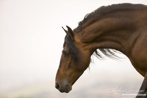 Bay Andalusian, Horse Faces, Andalusian Stallion, Horse's Neck, Beautiful Horses Photography, Gorgeous Horses, Horse Riding Tips, Horse Anatomy, Andalusian Horse