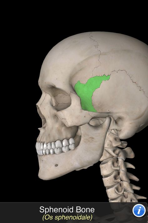 Os Sphenoidale Sphenoid Bone, Skeleton Bones, Human Skull, Anatomy, Skeleton, Bones, Human, Quick Saves