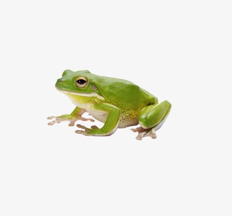 Human Monokuma, Frog Images, Silly Animal Pictures, Frog Png, Frog Clipart, Dads Weekend, Green Png, Green Tree Frog, Pet Frogs