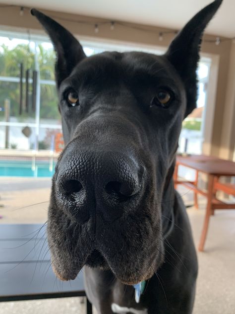 Grate Danes, Black Great Dane, Dog Mouth, Black Great Danes, Great Dane Puppy, Dane Dog, Great Dane Dogs, Dream Dog, Gentle Giant