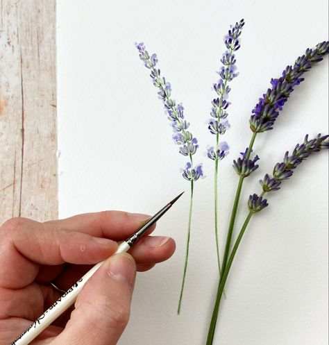 Paint beautiful watercolour lavender in my new botanical painting style. Brand new tutorial, click the link! Paint Lavender, Watercolor Landscape Tutorial, Lavender Paint, Lavender Watercolor, Watercolor Pencil Art, Lavender Water, Learn Watercolor Painting, Learn Watercolor, Watercolor Lessons