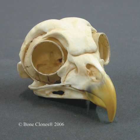 Barred Owl Skull